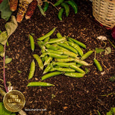 Chícharo orgánico verde en vaina (200 g)